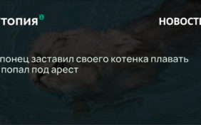 Японец заставил своего котенка плавать и попал под арест