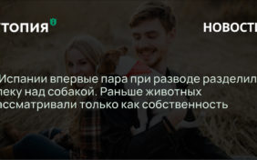 Суд Мадрида разделил между бывшими супругами опеку над собакой. Она будет жить по месяцу у каждого